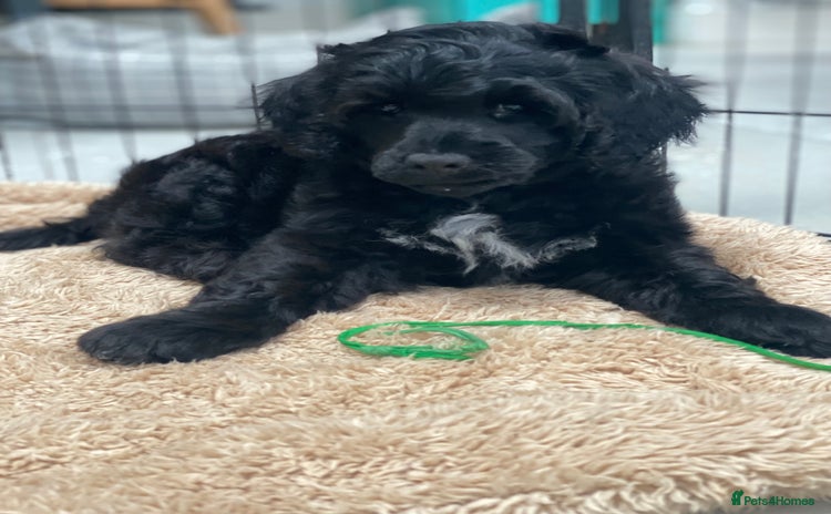 Portuguese Water Dog dogs - Advert 2