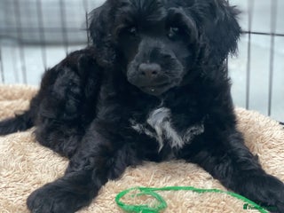 Portuguese Water Dog dogs - Advert 2