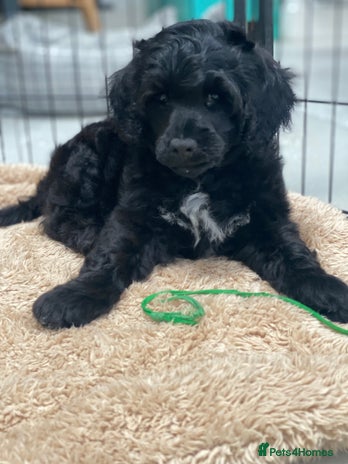 Portuguese Water Dog dogs - Advert 2