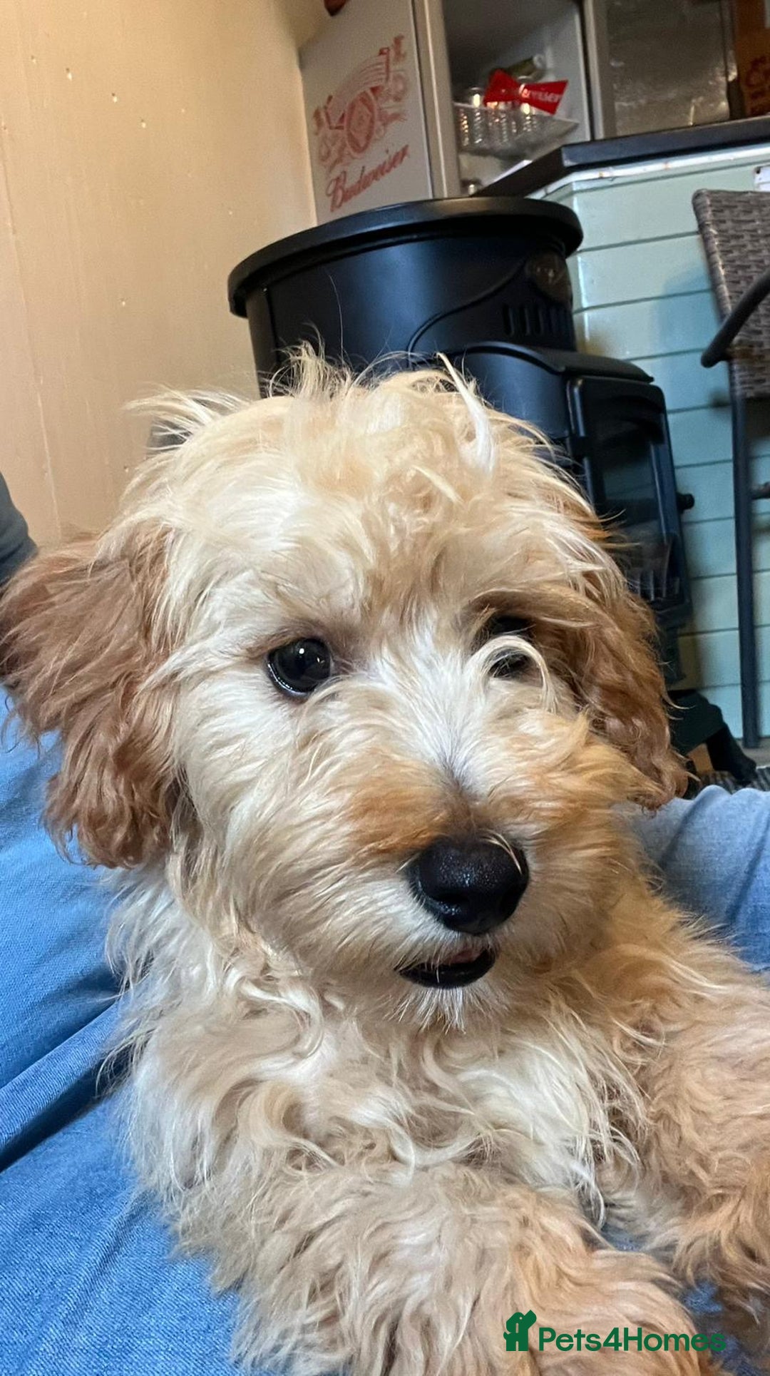 Cavachon dogs for sale: Cavavapoochon boy  - Image 11