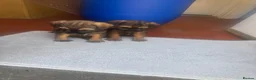 Border Terrier dogs for sale: Border terrier male puppies  in Scunthorpe - Advert 3