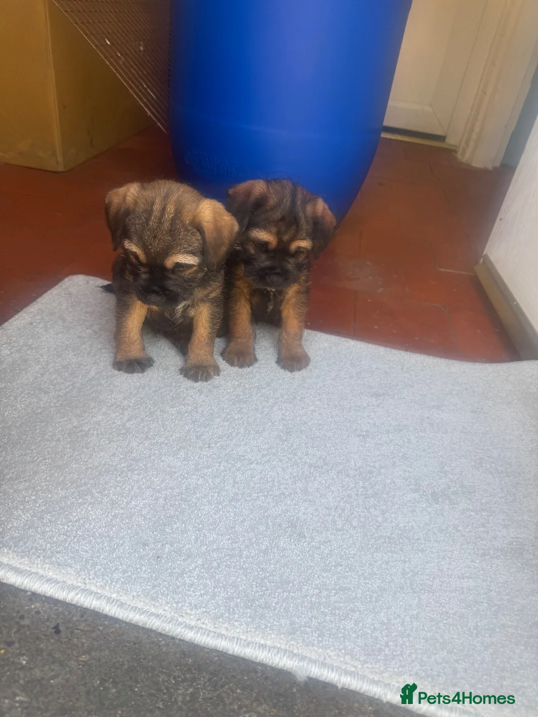 Border Terrier dogs for sale: Border terrier male puppies  in Scunthorpe - Advert 3