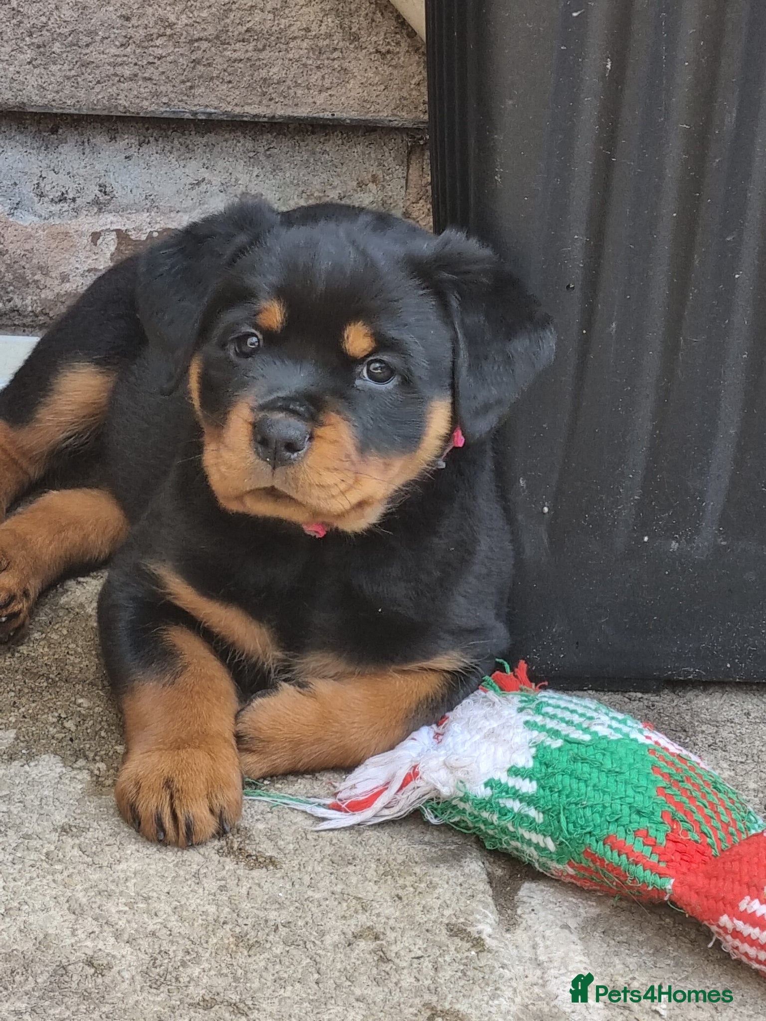 Rottweiler dogs Rottweiler pups  - Advert 11