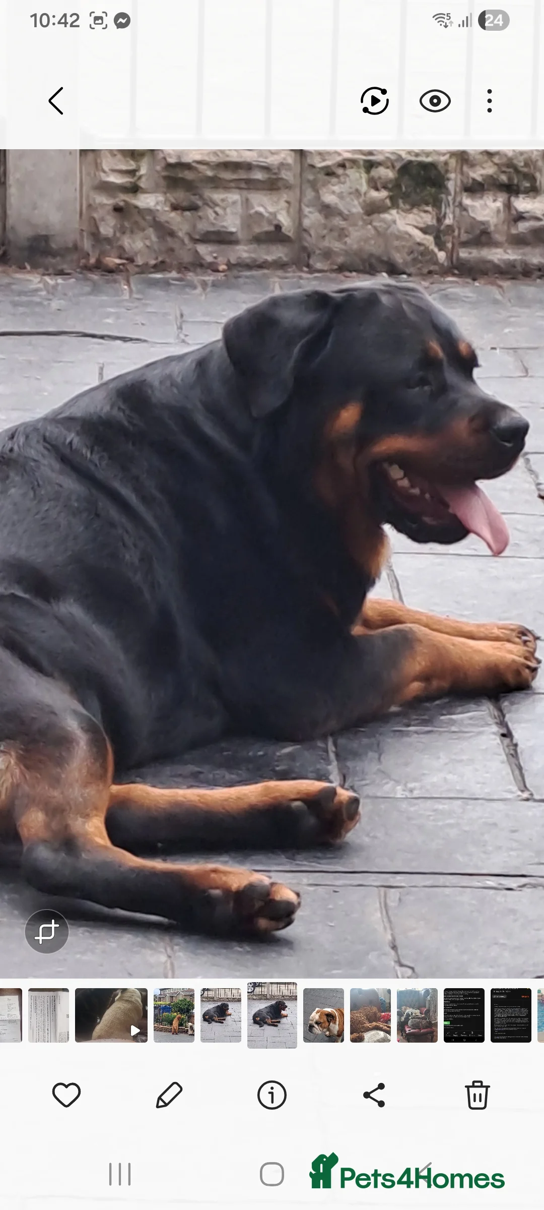 Rottweiler dogs for sale: Kc rottweiler bitch - Advert 2