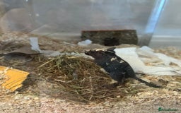 Gerbil rodents for sale: Female gerbils  - Image 2