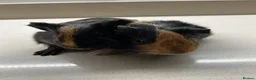 Guinea Pig rodents for sale: 2 Baby boy guinea pigs  - Advert 5