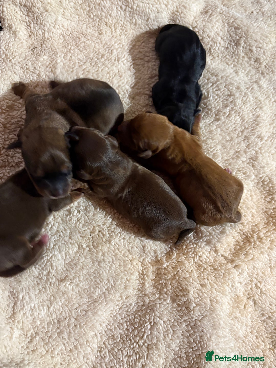 Mixed Breed dogs for sale: Mini doxipoo - Advert 1