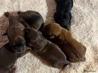 Mixed Breed dogs Mini doxipoo - Advert 12