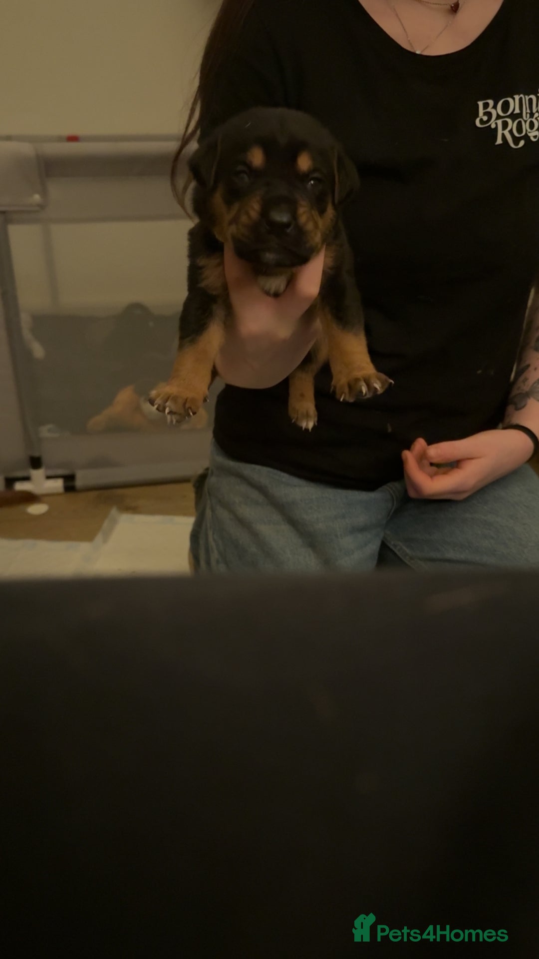 Mixed Breed birds for sale: German shepherd x cane corso pups!  - Advert 5