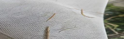 Stick Insects invertebrates for sale: 10 Baby Stick Insects – Healthy Young Nymphs 🪵 in Wick - Advert 4