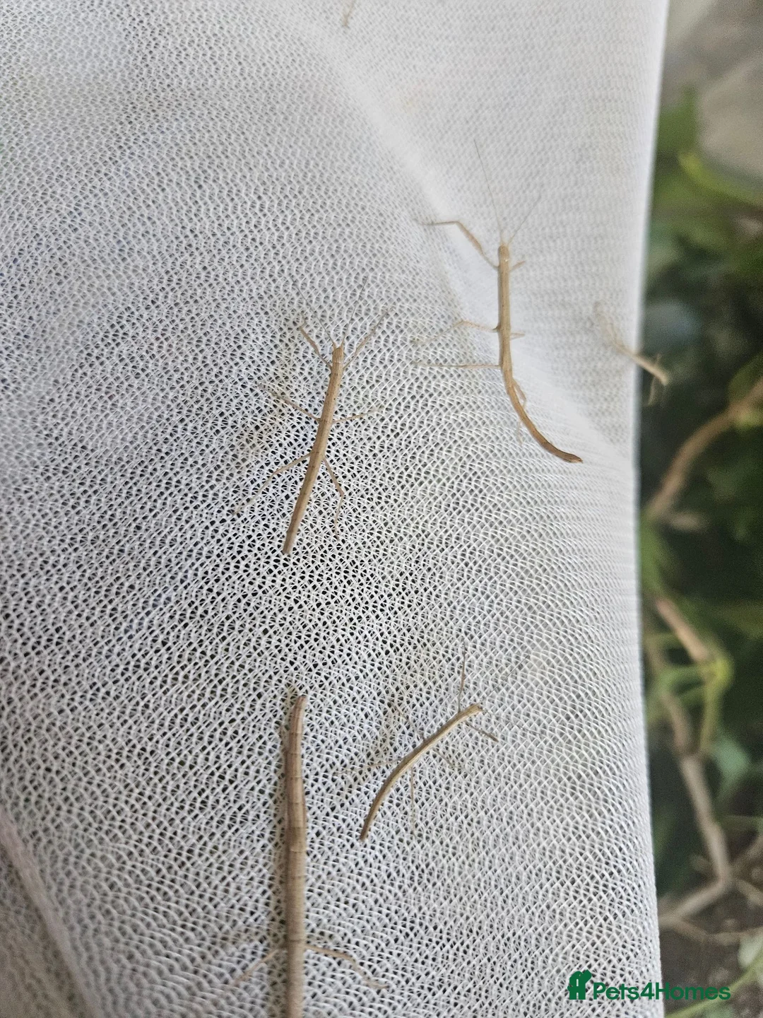 Stick Insects invertebrates for sale: 10 Baby Stick Insects – Healthy Young Nymphs 🪵 in Wick - Advert 4