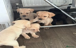 Labrador Retriever dogs for sale: Labrador puppies - Image 6
