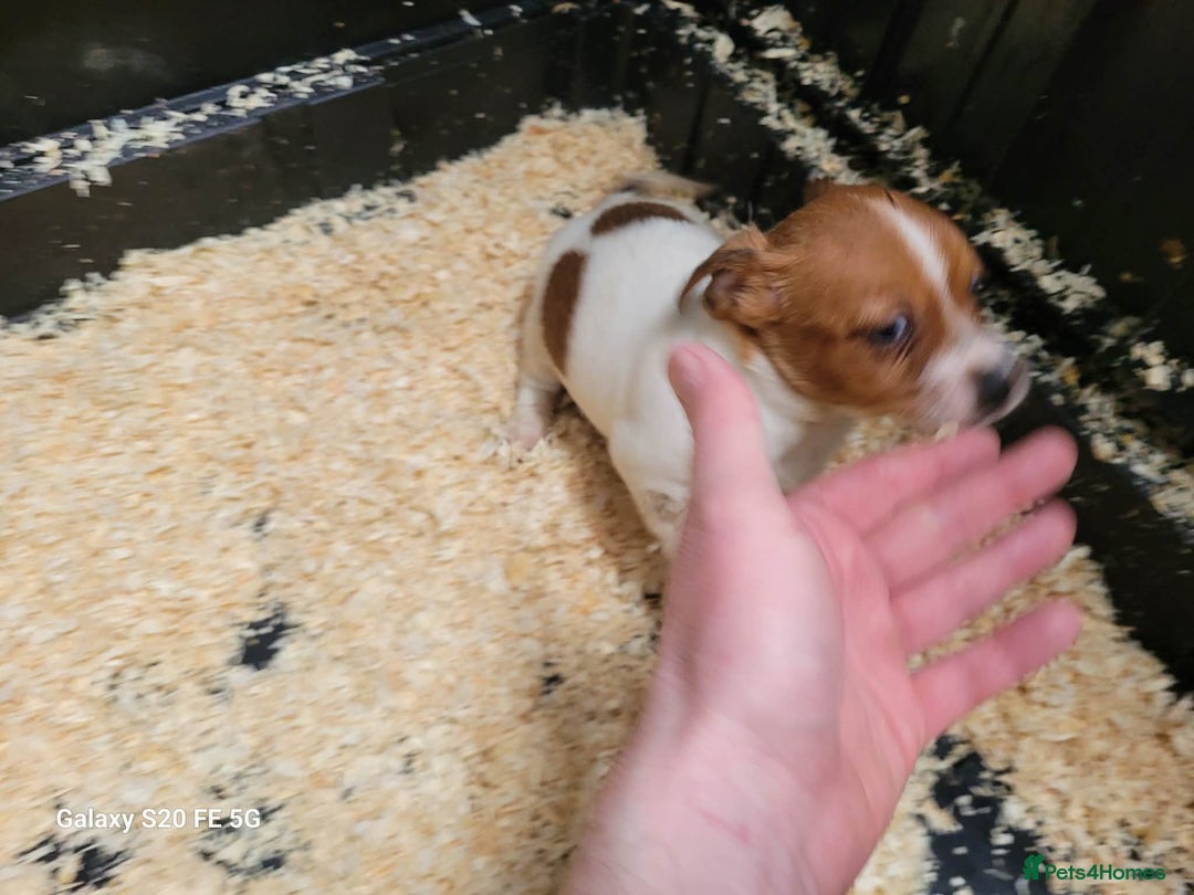 Jack Russell dogs for sale: 5 lovely Male jack Russel puppies for sale - Advert 4