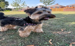 Yorkshire Terrier dogs for stud: Male Rocky yorkshire terrier for stud - Image 2