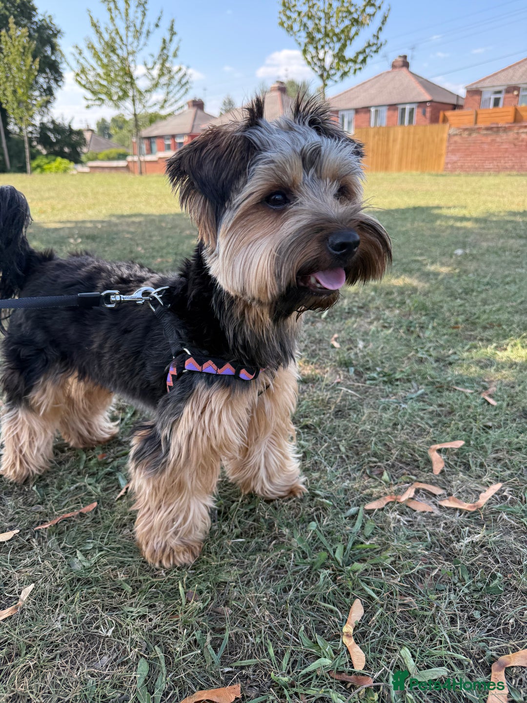 Yorkshire Terrier dogs for stud: Male Rocky yorkshire terrier for stud - Image 2