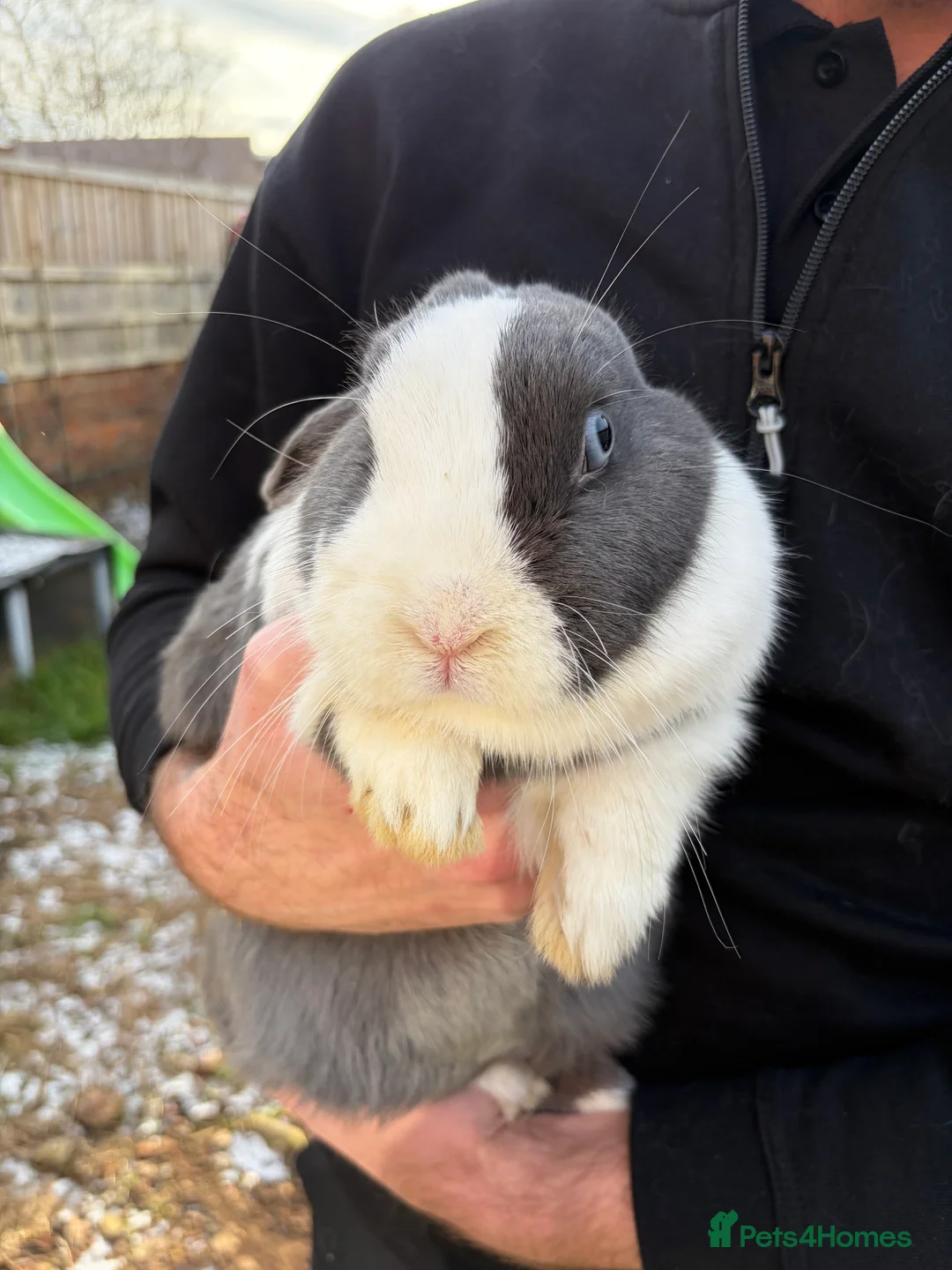 Mixed Breed rabbits for sale: 3 rabbits needing a good home - Advert 2