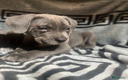 Cane Corso dogs for sale: Chunky blue  cane corso pups for sale last 2 - Advert 4