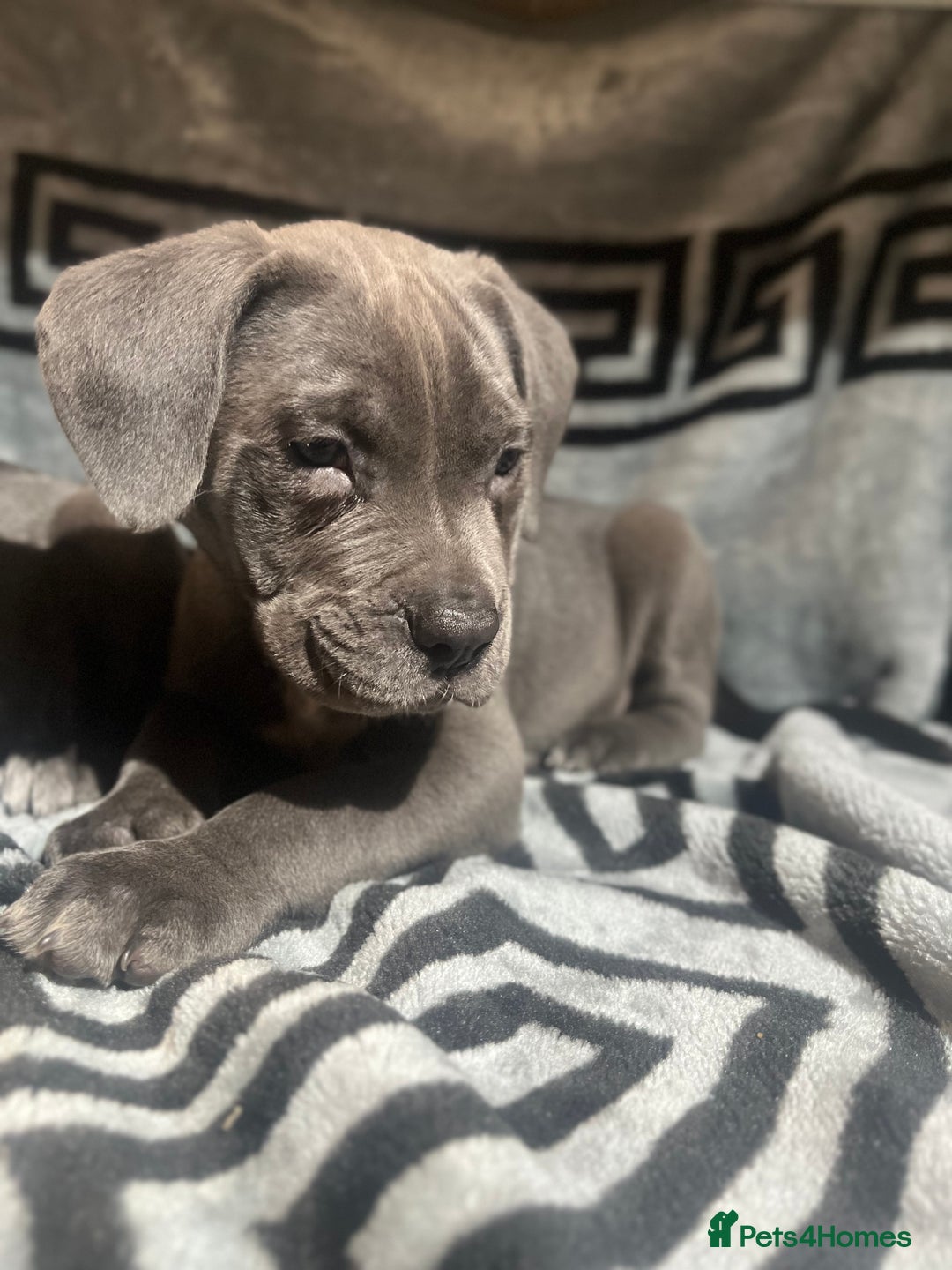 Cane Corso dogs for sale: Chunky blue  cane corso pups for sale last 2 - Advert 4