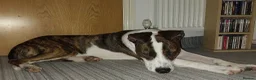 Mixed Breed dogs for sale: Atlas the Bull Lurcher in Bradford - Advert 4