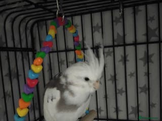 Cockatiels birds White Pied Cockatiel and Cage - Advert 1