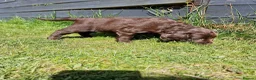 Cocker Spaniel dogs for sale: Working Cocker Spaniel, KC, ready 8 May - Advert 3
