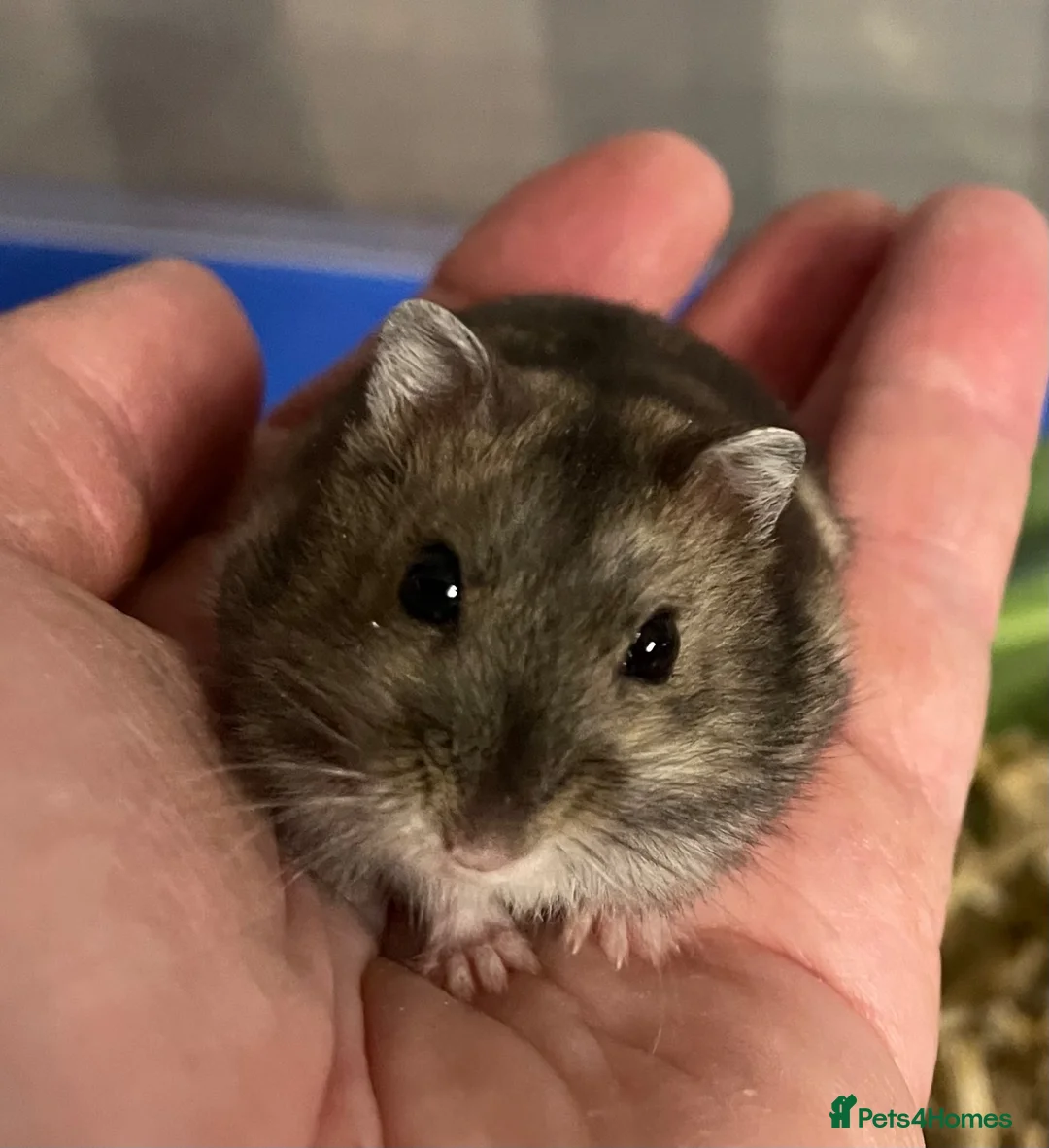 Hamster rodents for sale: Baby Winter White Russians from our show stock  - Advert 1