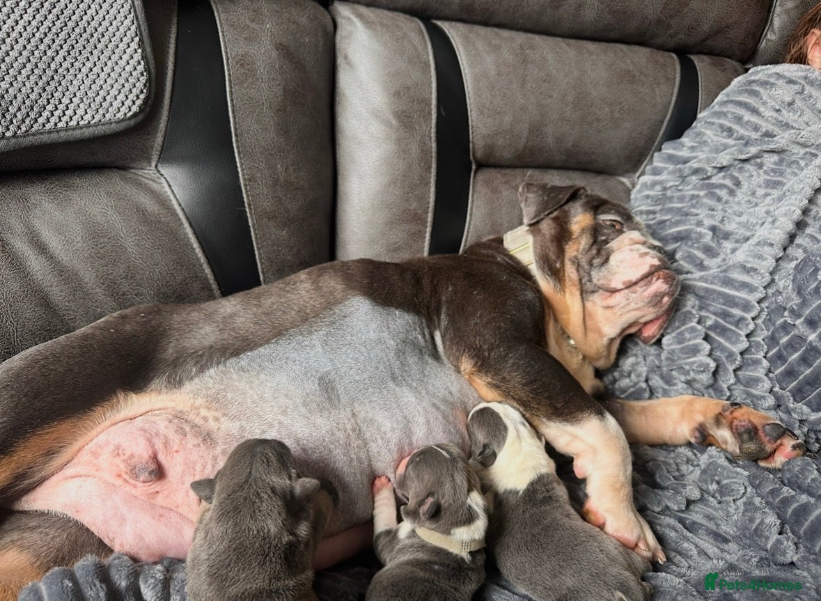 English Bulldog dogs 💖Last girl left  - Advert 2
