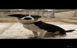 Mixed Breed dogs for sale: 2 Female Collie pups for sale - Advert 16