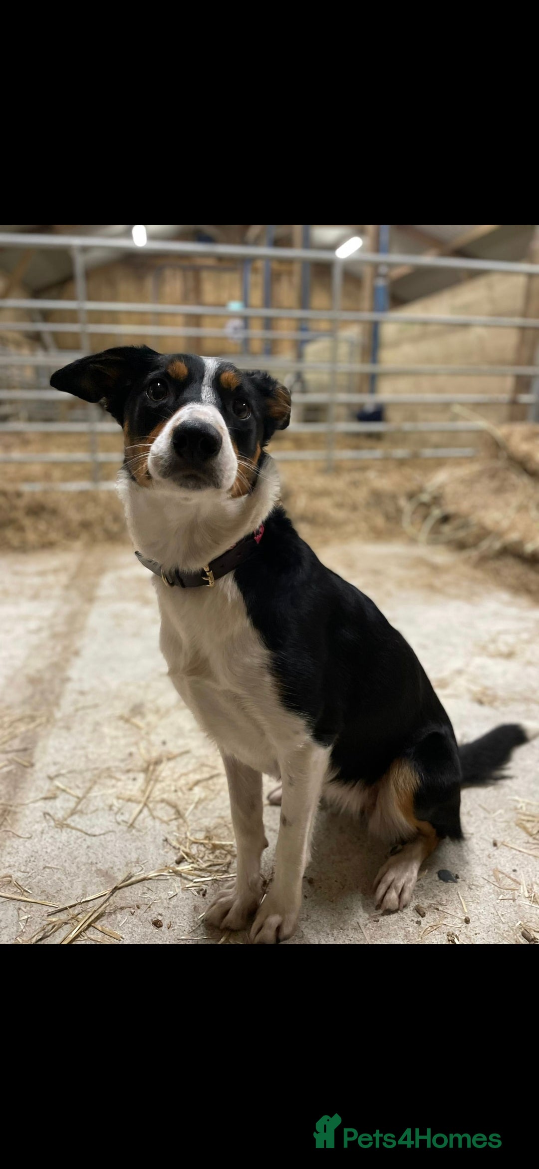 Mixed Breed dogs for sale: 2 Female Collie pups for sale - Advert 16