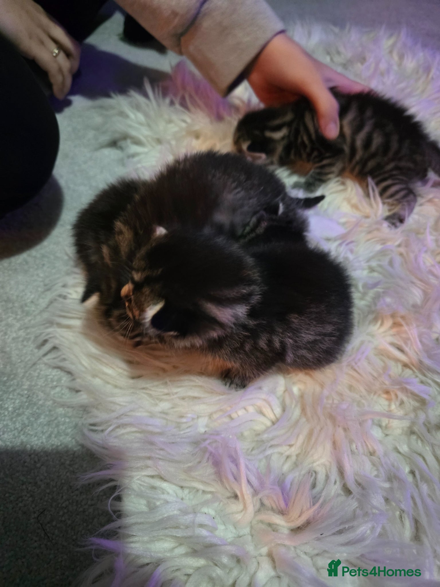 Mixed Breed cats for sale: Bengal mix in Margate - Advert 7