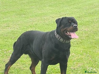 Rottweiler dogs in Mansfield - Advert 9