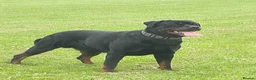 Rottweiler dogs for stud: **PROVEN** STUD ONLY  ROTTWEILER in Mansfield - Advert 1