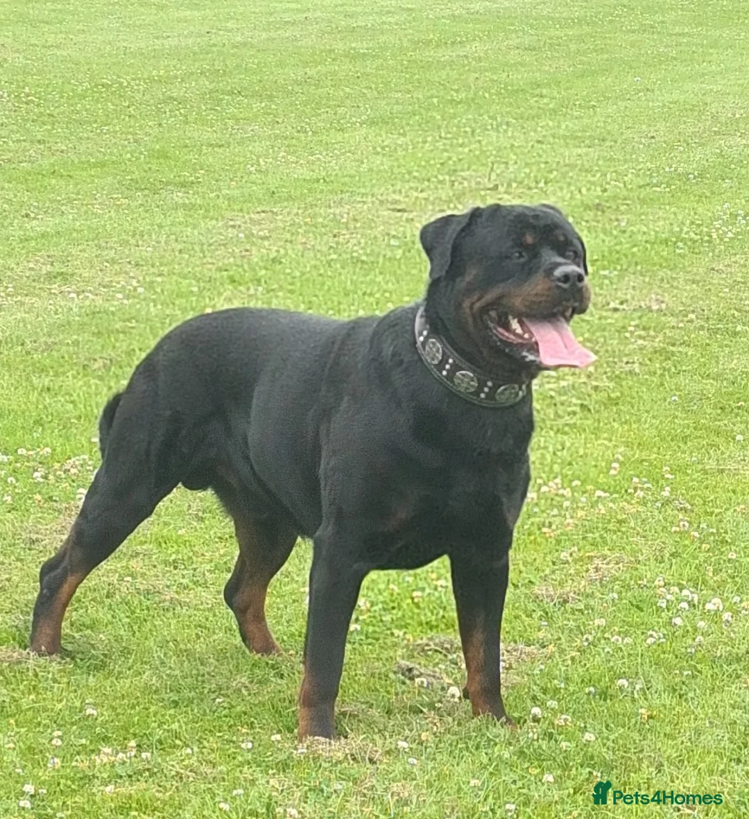 Rottweiler dogs for stud: **PROVEN** STUD ONLY  ROTTWEILER in Mansfield - Advert 1