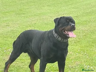Rottweiler dogs **PROVEN** STUD ONLY ROTTWEILER in Mansfield - Advert 3