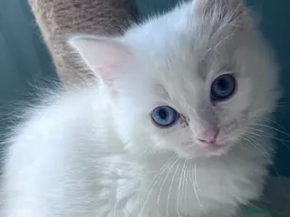 Ragdoll cats Ready to leave Ragdoll’s - Advert 14