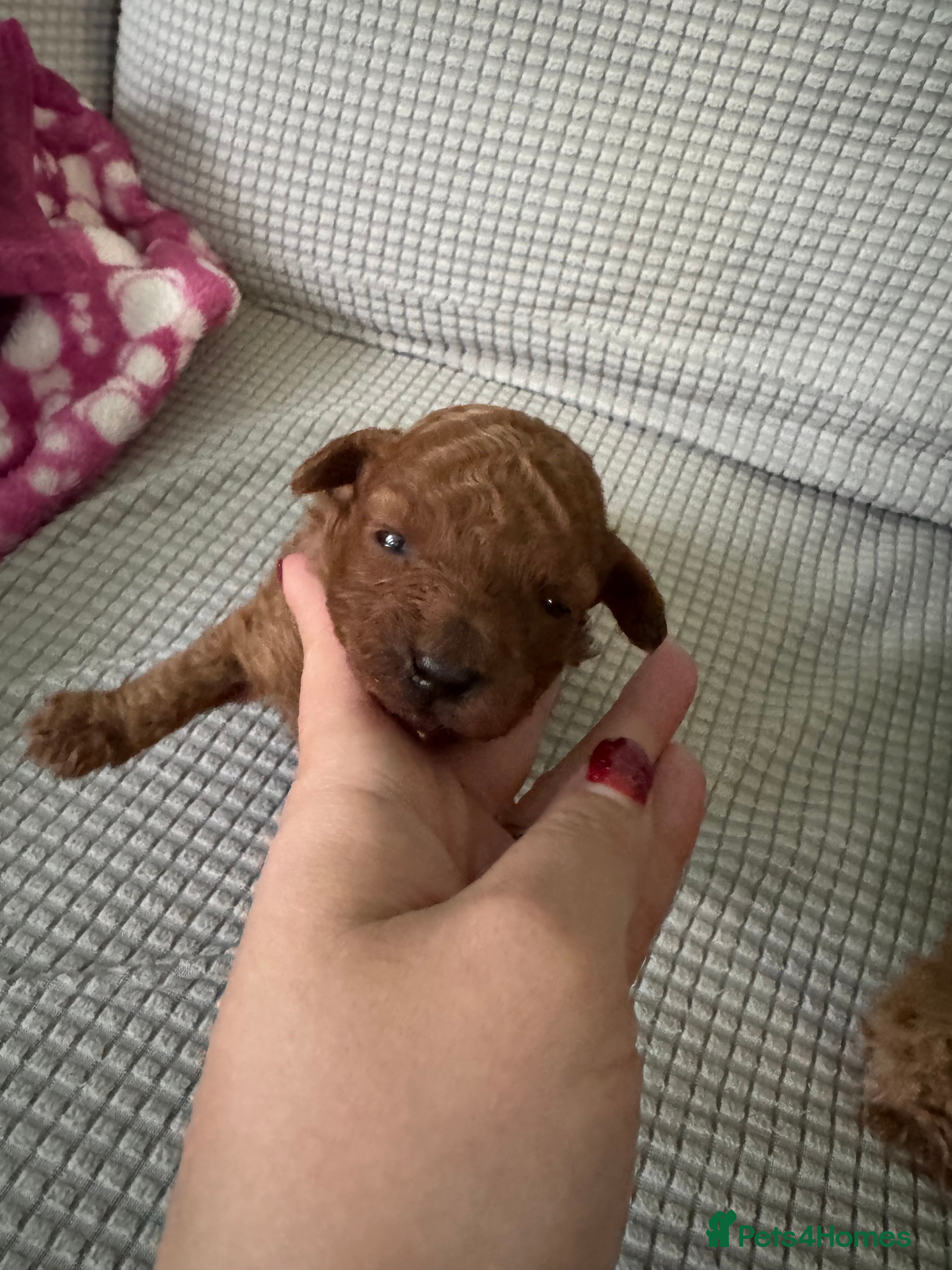 Toy Poodle dogs Tiny pure dark red toy poodles 1 girl available - Advert 3