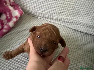 Toy Poodle dogs Tiny pure dark red toy poodles 1 girl available - Advert 3