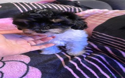 Maltipoo dogs for sale: TINY MALTIPOOS - Image 1