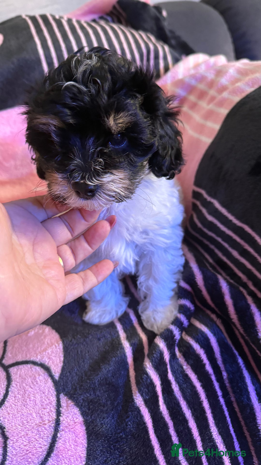 Maltipoo dogs for sale: TINY MALTIPOOS - Image 1