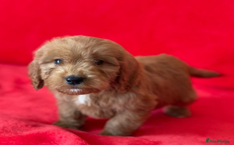 Cockapoo dogs - Advert 10