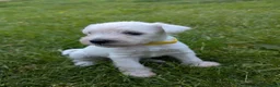 Miniature Schnauzer dogs for sale: KC Registered Miniature Schnauzer Puppies  - Advert 20