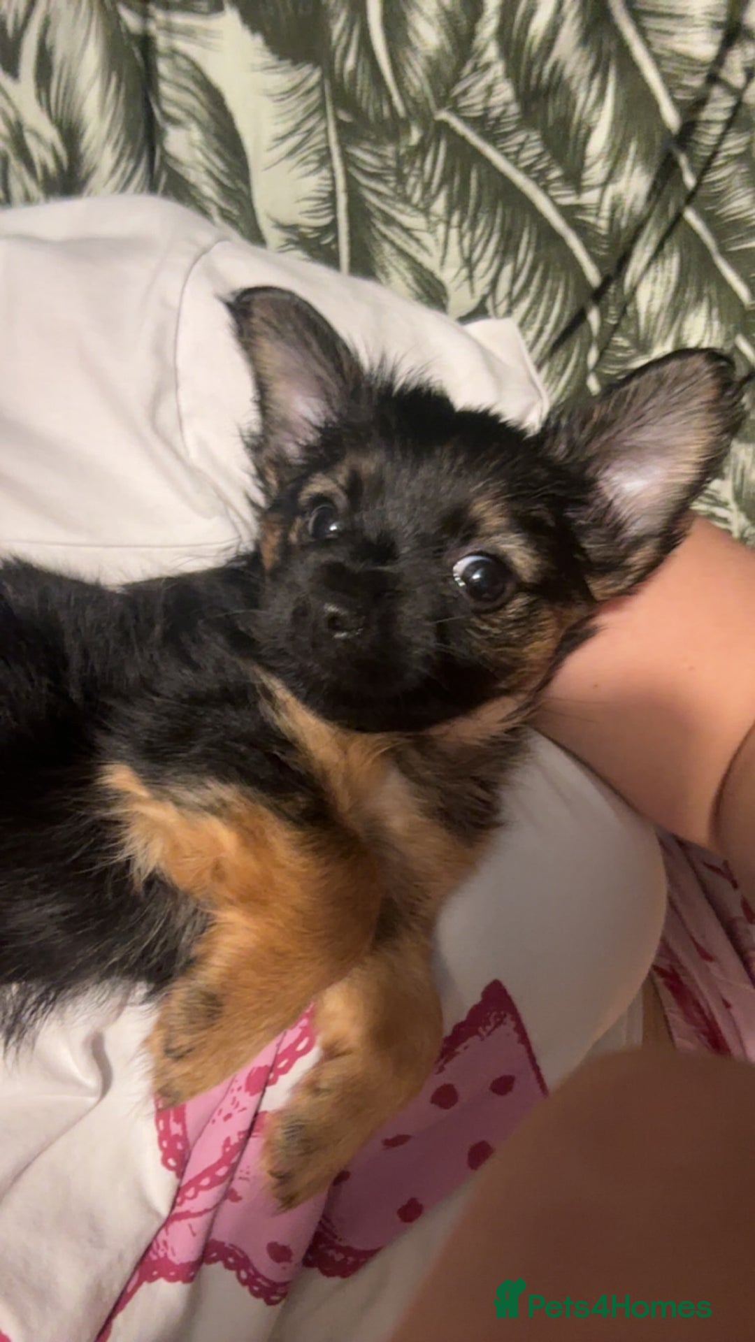 Yorkshire Terrier dogs for sale: Miss Jonson  - Image 3