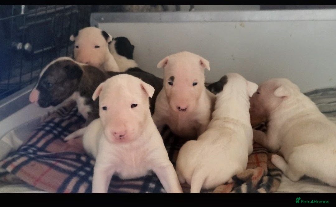 English Bull Terrier dogs BEAUTIFUL English BULL TERRIER PUPS  - Advert 3