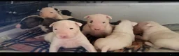 English Bull Terrier dogs for sale: BEAUTIFUL English BULL TERRIER PUPS  - Advert 1