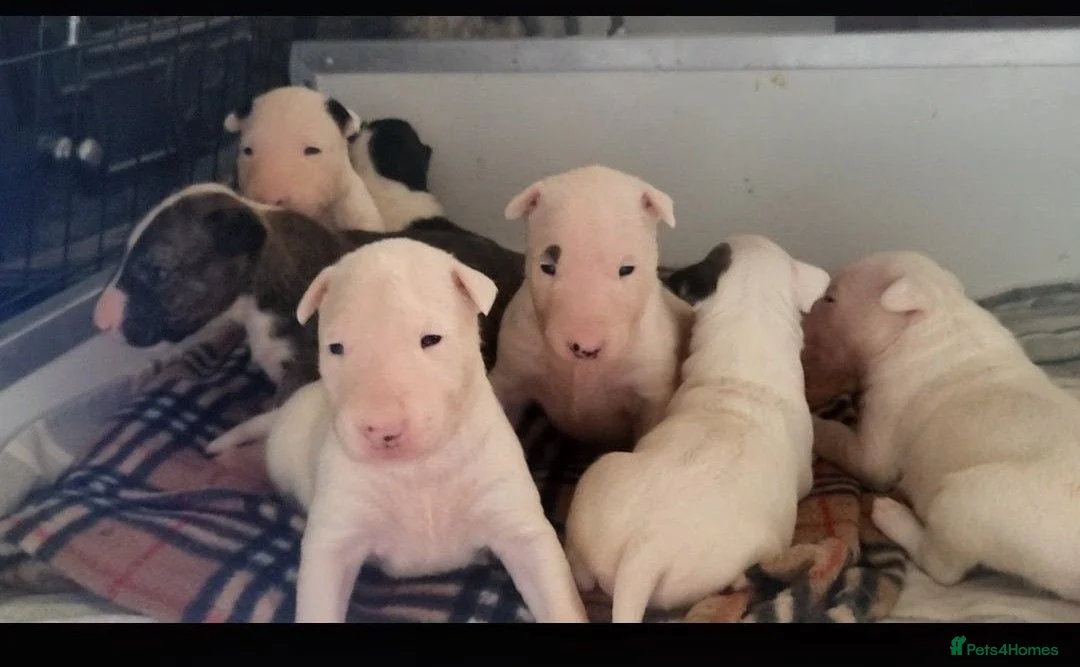 English Bull Terrier dogs for sale: BEAUTIFUL English BULL TERRIER PUPS  - Advert 1
