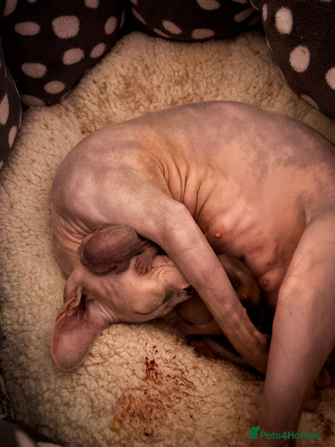 Sphynx cats for sale: Boy and girl syphnx  - Image 18