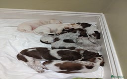 Italian Spinone dogs for sale: A beautiful litter of Italian Spinones  - Image 2