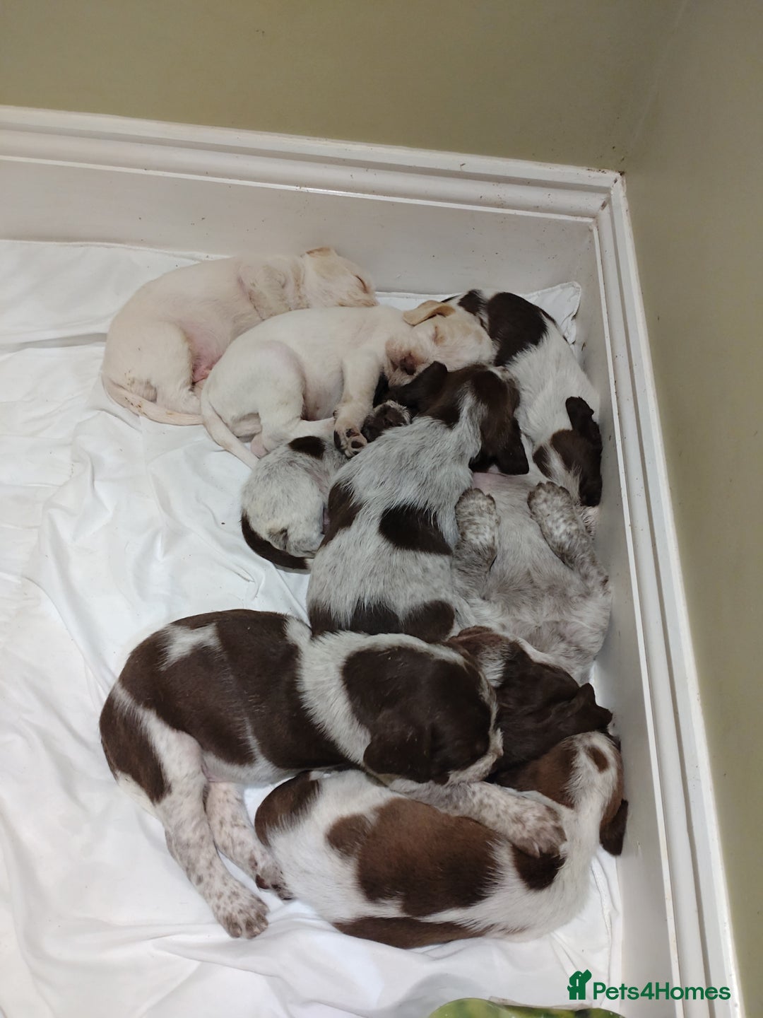 Italian Spinone dogs for sale: A beautiful litter of Italian Spinones  - Image 2