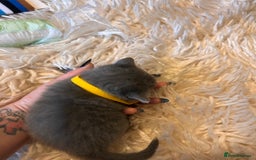 British Shorthair cats for sale: Pedigree British shorthair kittens - Image 12