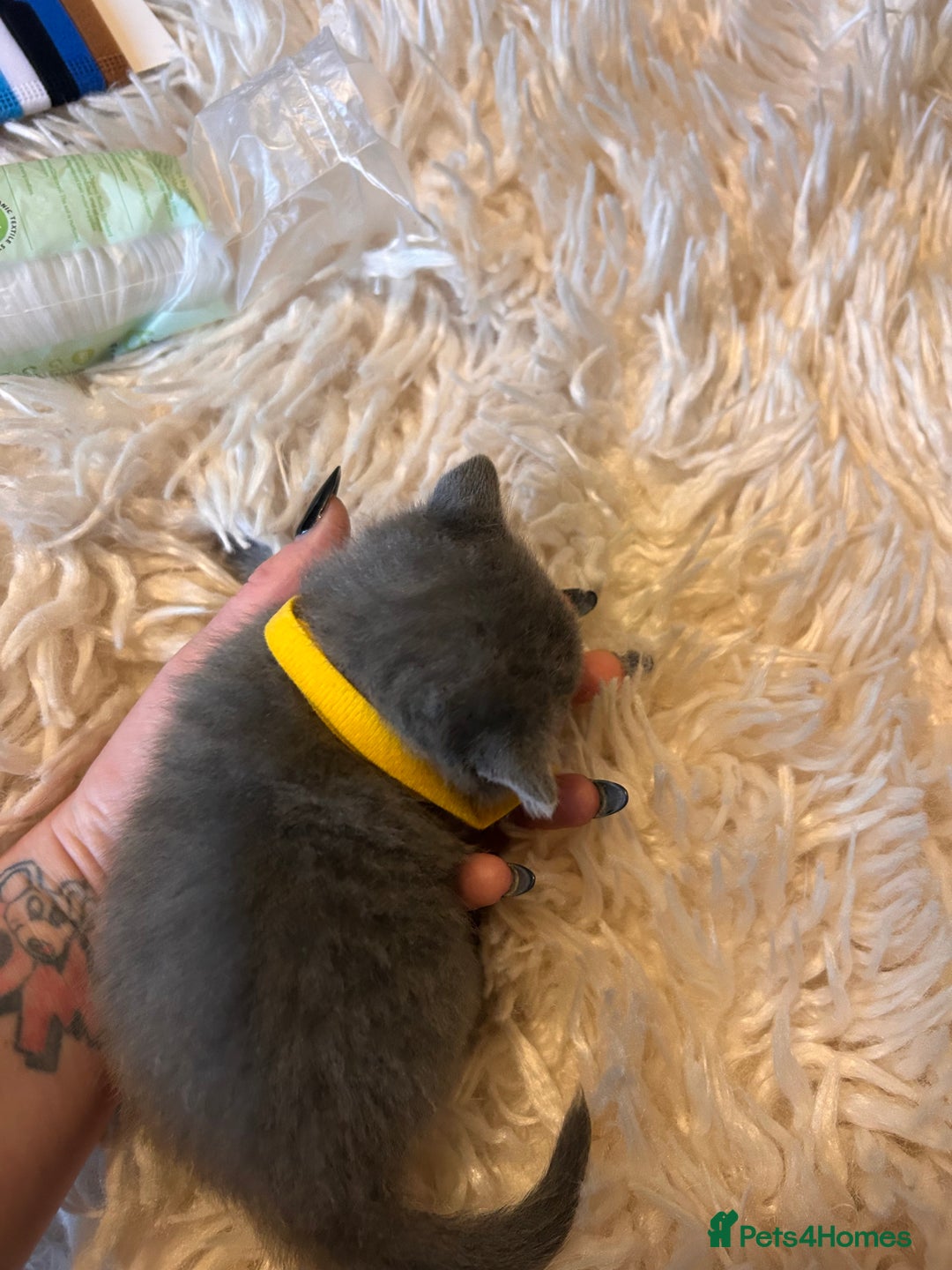 British Shorthair cats for sale: Pedigree British shorthair kittens - Image 12